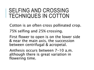 SELFING AND CROSSING
TECHNIQUES IN COTTON
Cotton is an often cross pollinated crop.
75% selfing and 25% crossing.
First flower to open is on the lower side
& near the main axis, the succession
between centrifugal & acropetal.
Anthesis occurs between 7-10 a.m.
although there is great variation in
flowering time.
 