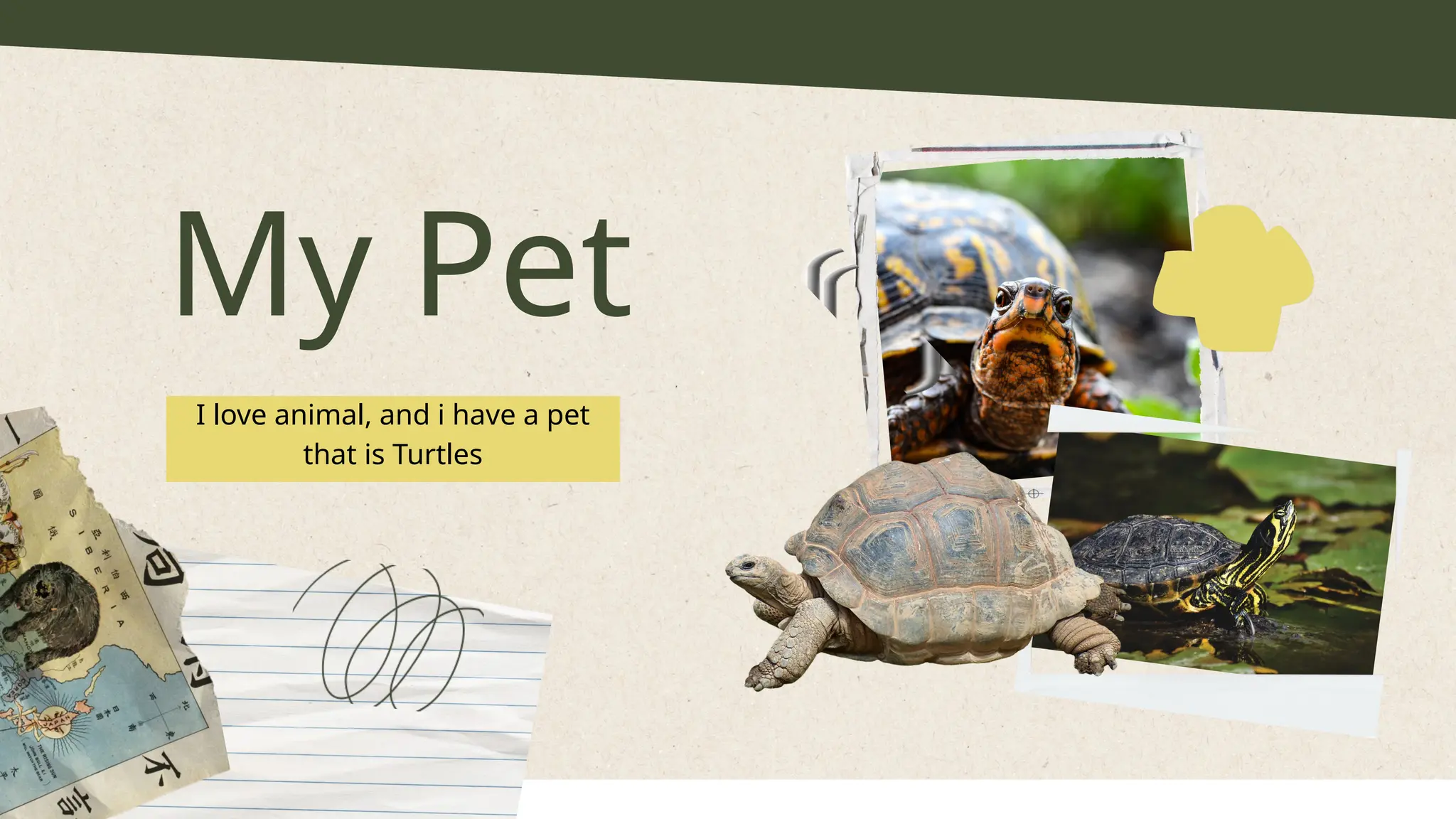 My Pet
I love animal, and i have a pet
that is Turtles
 