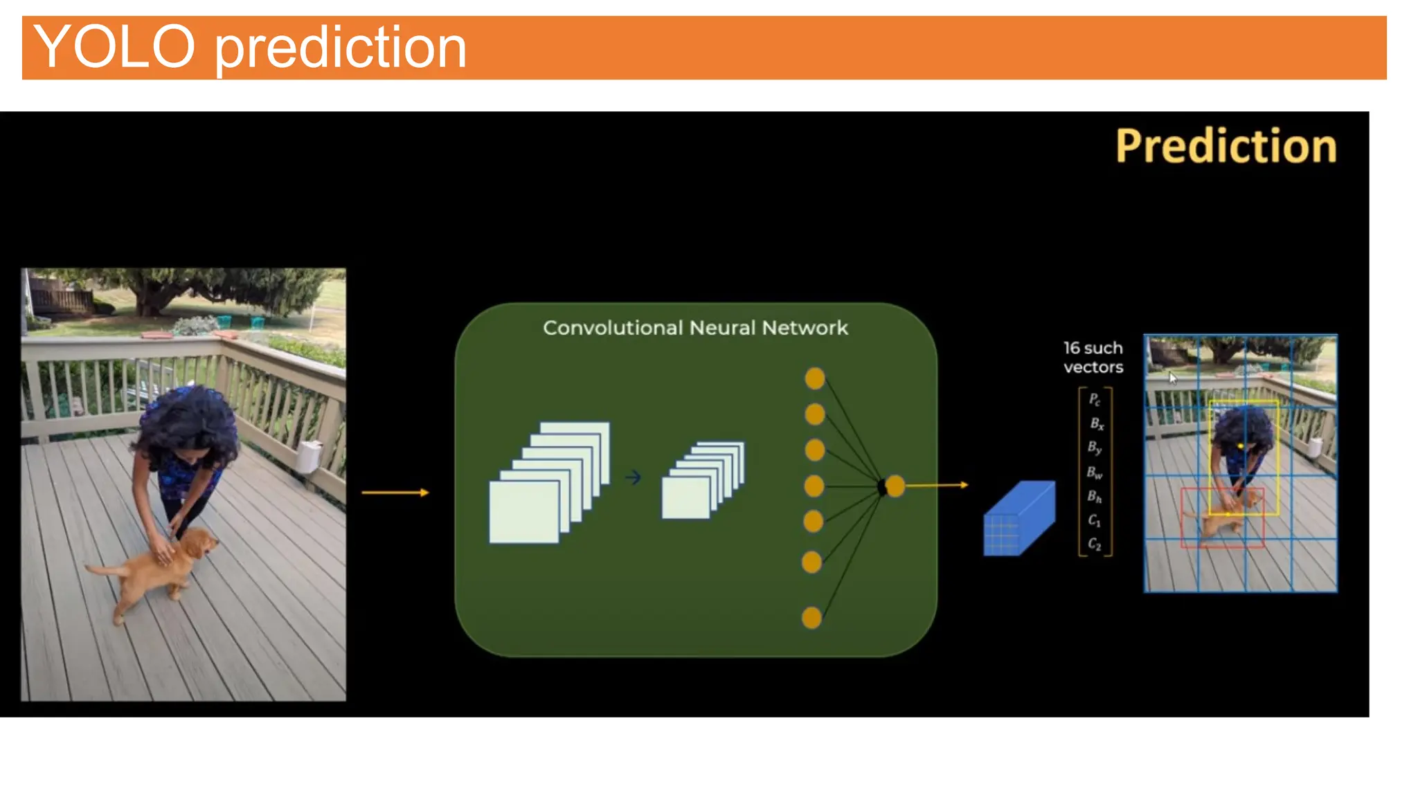 YOLO prediction
 