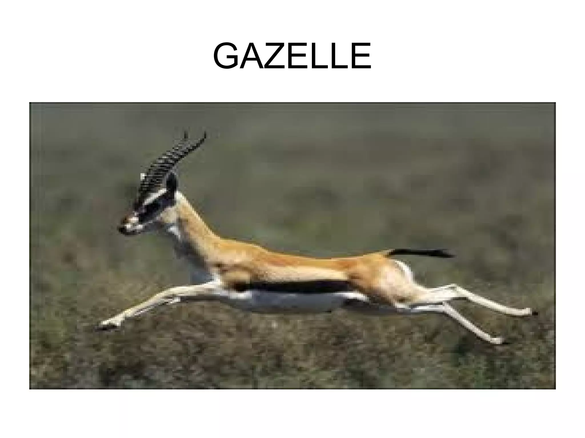 GAZELLE
 