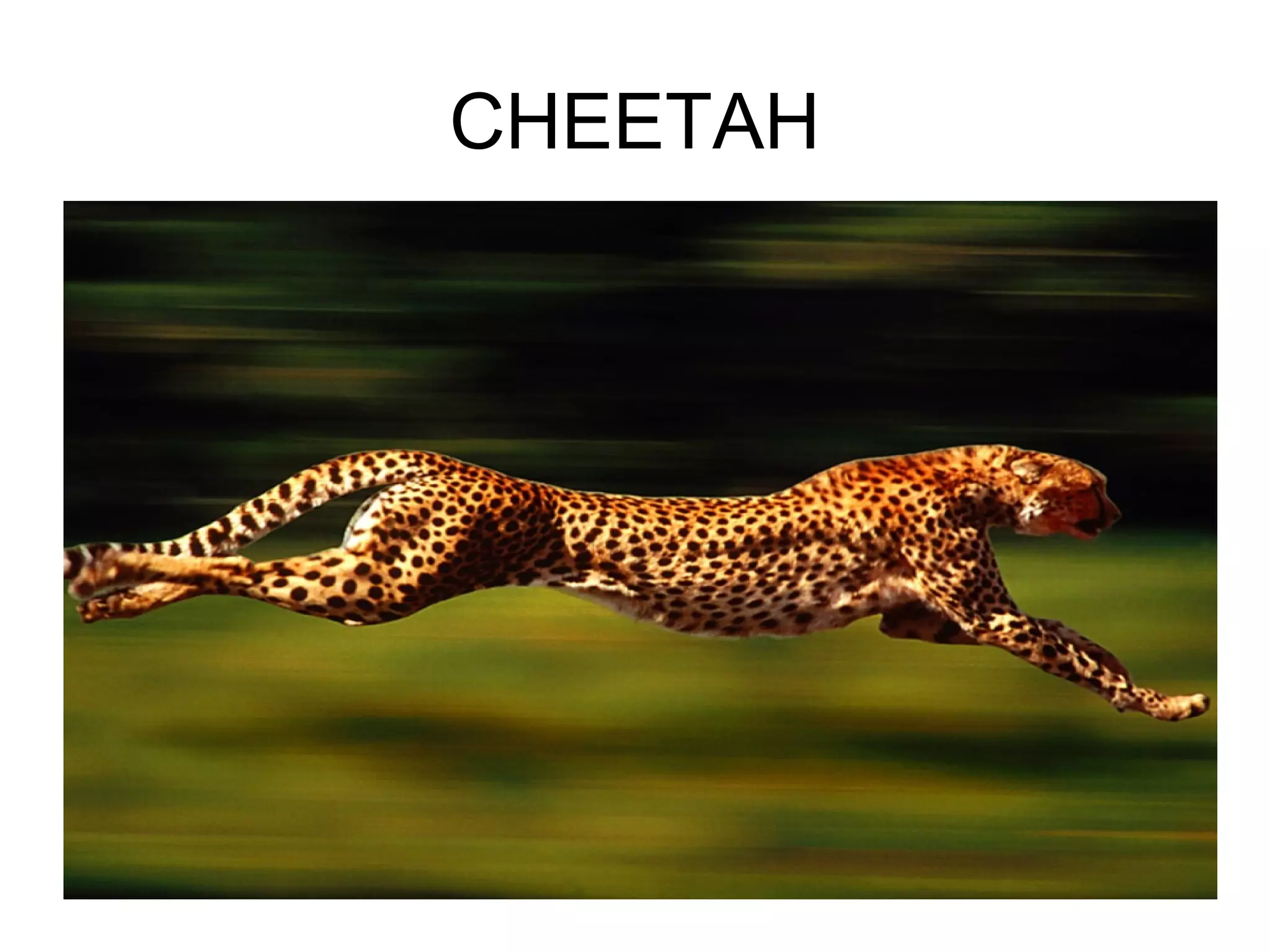 CHEETAH
 