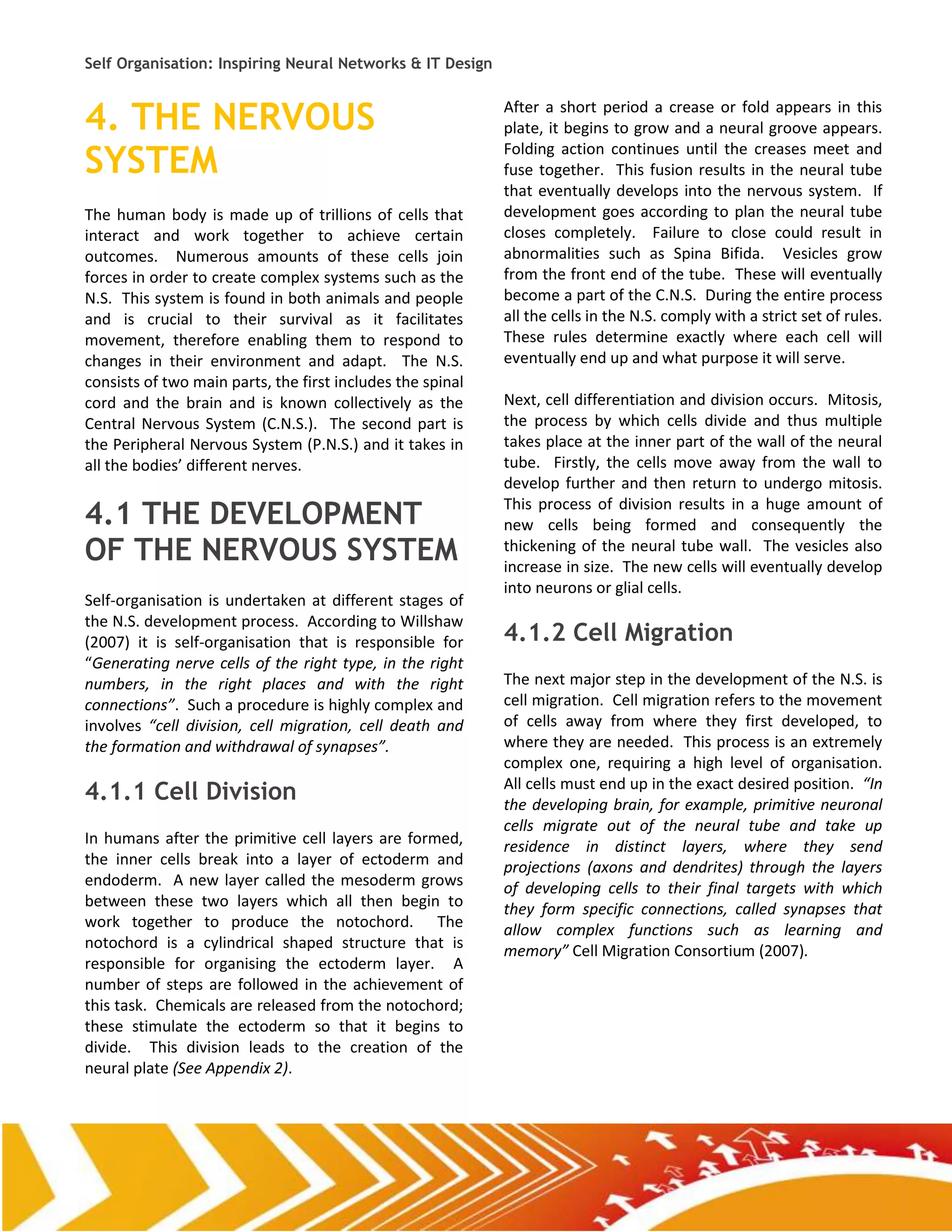 Self Organisation: Inspiring Neural Networks & IT Design


4. THE NERVOUS                                              After a short period a crease or fold appears in this
                                                            plate, it begins to grow and a neural groove appears.

SYSTEM                                                      Folding action continues until the creases meet and
                                                            fuse together. This fusion results in the neural tube
                                                            that eventually develops into the nervous system. If
The human body is made up of trillions of cells that        development goes according to plan the neural tube
interact and work together to achieve certain               closes completely. Failure to close could result in
outcomes. Numerous amounts of these cells join              abnormalities such as Spina Bifida. Vesicles grow
forces in order to create complex systems such as the       from the front end of the tube. These will eventually
N.S. This system is found in both animals and people        become a part of the C.N.S. During the entire process
and is crucial to their survival as it facilitates          all the cells in the N.S. comply with a strict set of rules.
movement, therefore enabling them to respond to             These rules determine exactly where each cell will
changes in their environment and adapt. The N.S.            eventually end up and what purpose it will serve.
consists of two main parts, the first includes the spinal
cord and the brain and is known collectively as the         Next, cell differentiation and division occurs. Mitosis,
Central Nervous System (C.N.S.). The second part is         the process by which cells divide and thus multiple
the Peripheral Nervous System (P.N.S.) and it takes in      takes place at the inner part of the wall of the neural
all the bodies’ different nerves.                           tube. Firstly, the cells move away from the wall to
                                                            develop further and then return to undergo mitosis.

4.1 THE DEVELOPMENT                                         This process of division results in a huge amount of
                                                            new cells being formed and consequently the
OF THE NERVOUS SYSTEM                                       thickening of the neural tube wall. The vesicles also
                                                            increase in size. The new cells will eventually develop
                                                            into neurons or glial cells.
Self-organisation is undertaken at different stages of
the N.S. development process. According to Willshaw
(2007) it is self-organisation that is responsible for      4.1.2 Cell Migration
“Generating nerve cells of the right type, in the right
numbers, in the right places and with the right             The next major step in the development of the N.S. is
connections”. Such a procedure is highly complex and        cell migration. Cell migration refers to the movement
involves “cell division, cell migration, cell death and     of cells away from where they first developed, to
the formation and withdrawal of synapses”.                  where they are needed. This process is an extremely
                                                            complex one, requiring a high level of organisation.
                                                            All cells must end up in the exact desired position. “In
4.1.1 Cell Division                                         the developing brain, for example, primitive neuronal
                                                            cells migrate out of the neural tube and take up
In humans after the primitive cell layers are formed,       residence in distinct layers, where they send
the inner cells break into a layer of ectoderm and          projections (axons and dendrites) through the layers
endoderm. A new layer called the mesoderm grows             of developing cells to their final targets with which
between these two layers which all then begin to            they form specific connections, called synapses that
work together to produce the notochord. The                 allow complex functions such as learning and
notochord is a cylindrical shaped structure that is         memory” Cell Migration Consortium (2007).
responsible for organising the ectoderm layer. A
number of steps are followed in the achievement of
this task. Chemicals are released from the notochord;
these stimulate the ectoderm so that it begins to
divide. This division leads to the creation of the
neural plate (See Appendix 2).
 