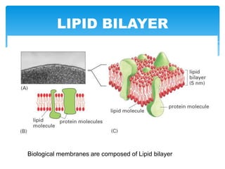 LIPID BILAYER
Biological membranes are composed of Lipid bilayer
 