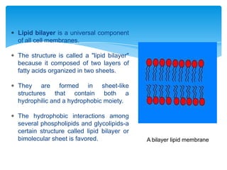 Lipid bilayer is a universal component
of all cell membranes.
The structure is called a "lipid bilayer"
because it composed of two layers of
fatty acids organized in two sheets.
They are formed in sheet-like
structures that contain both a
hydrophilic and a hydrophobic moiety.
The hydrophobic interactions among
several phospholipids and glycolipids-a
certain structure called lipid bilayer or
bimolecular sheet is favored. A bilayer lipid membrane
 