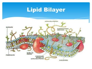 Lipid Bilayer
 