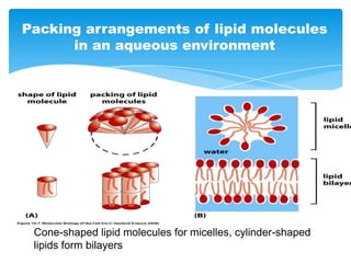 Cone-shaped lipid molecules for micelles, cylinder-shaped
lipids form bilayers
Packing arrangements of lipid molecules
in an aqueous environment
 