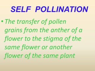SELF POLLINATION
•The transfer of pollen
grains from the anther of a
flower to the stigma of the
same flower or another
flower of the same plant
 