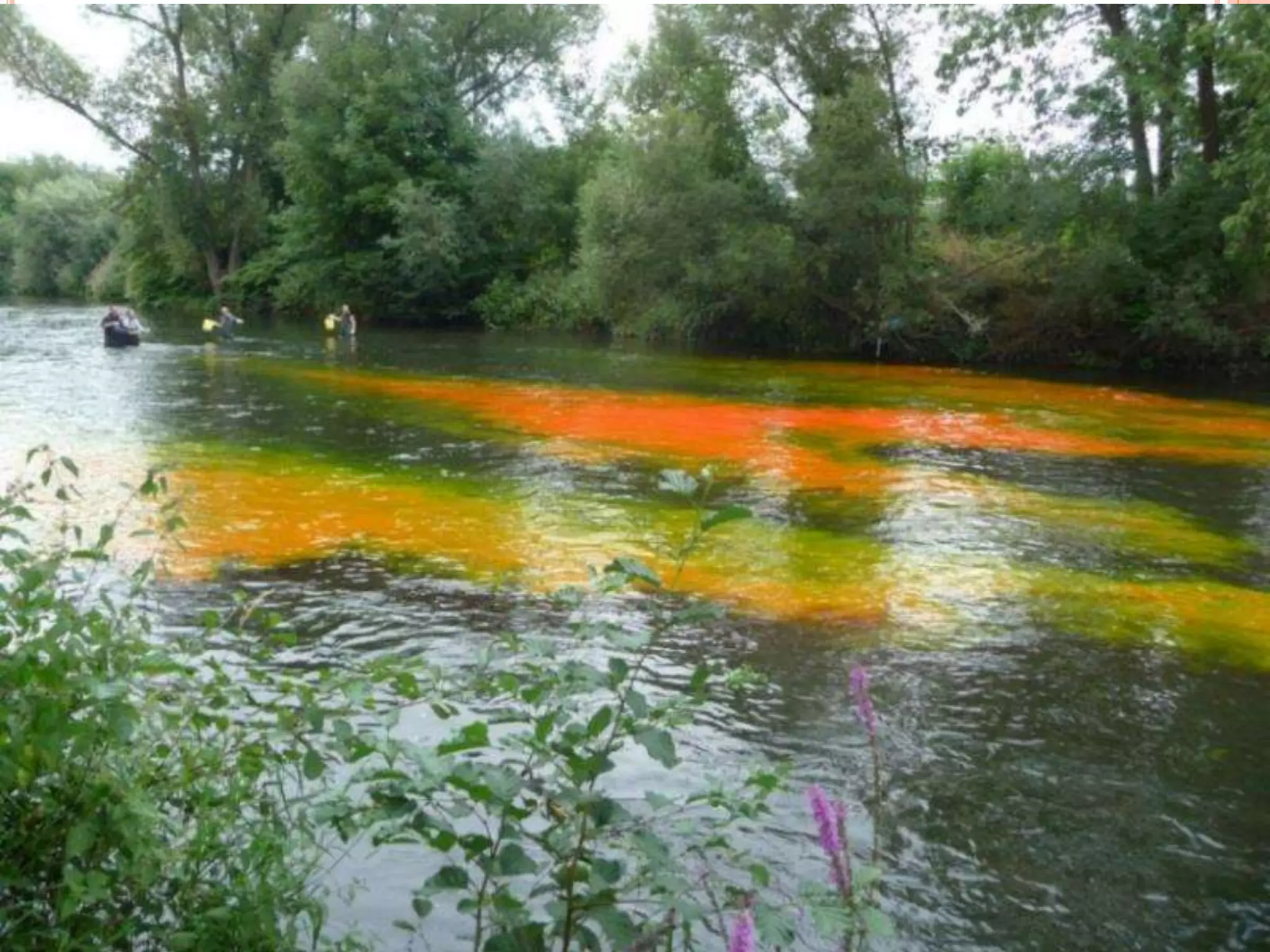 Self purification of river water PPT