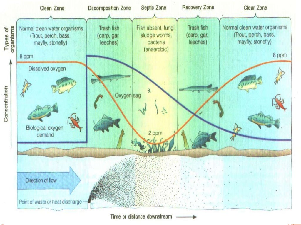 Self purification of river water