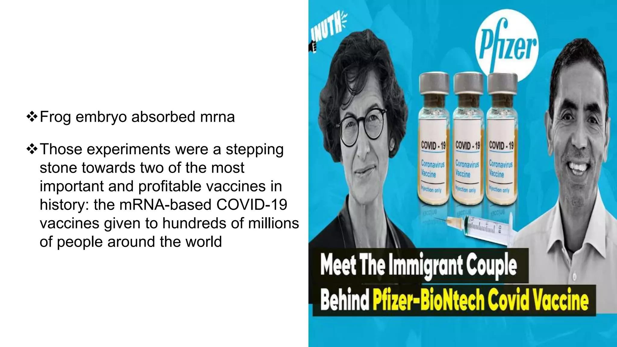 Frog embryo absorbed mrna
Those experiments were a stepping
stone towards two of the most
important and profitable vaccines in
history: the mRNA-based COVID-19
vaccines given to hundreds of millions
of people around the world
 