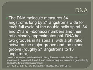 DNA The DNA molecule measures 34 angstroms long by 21 angstroms wide for each full cycle of the double helix spiral. 34 and 21 are Fibonacci numbers and their ratio closely approximates phi. DNA has two grooves in its spirals, with a phi ratio between the major groove and the minor groove (roughly 21 angstroms to 13 angstroms). *A number series closely related to the golden section is the Fibonacci sequence: it begins with 0 and 1, and each subsequent number is generated by adding the two preceding numbers:0, 1, 1, 2, 3, 5, 8, 13, 21, 34, 55, 89, 144, 233, 377, 610, 987 ...