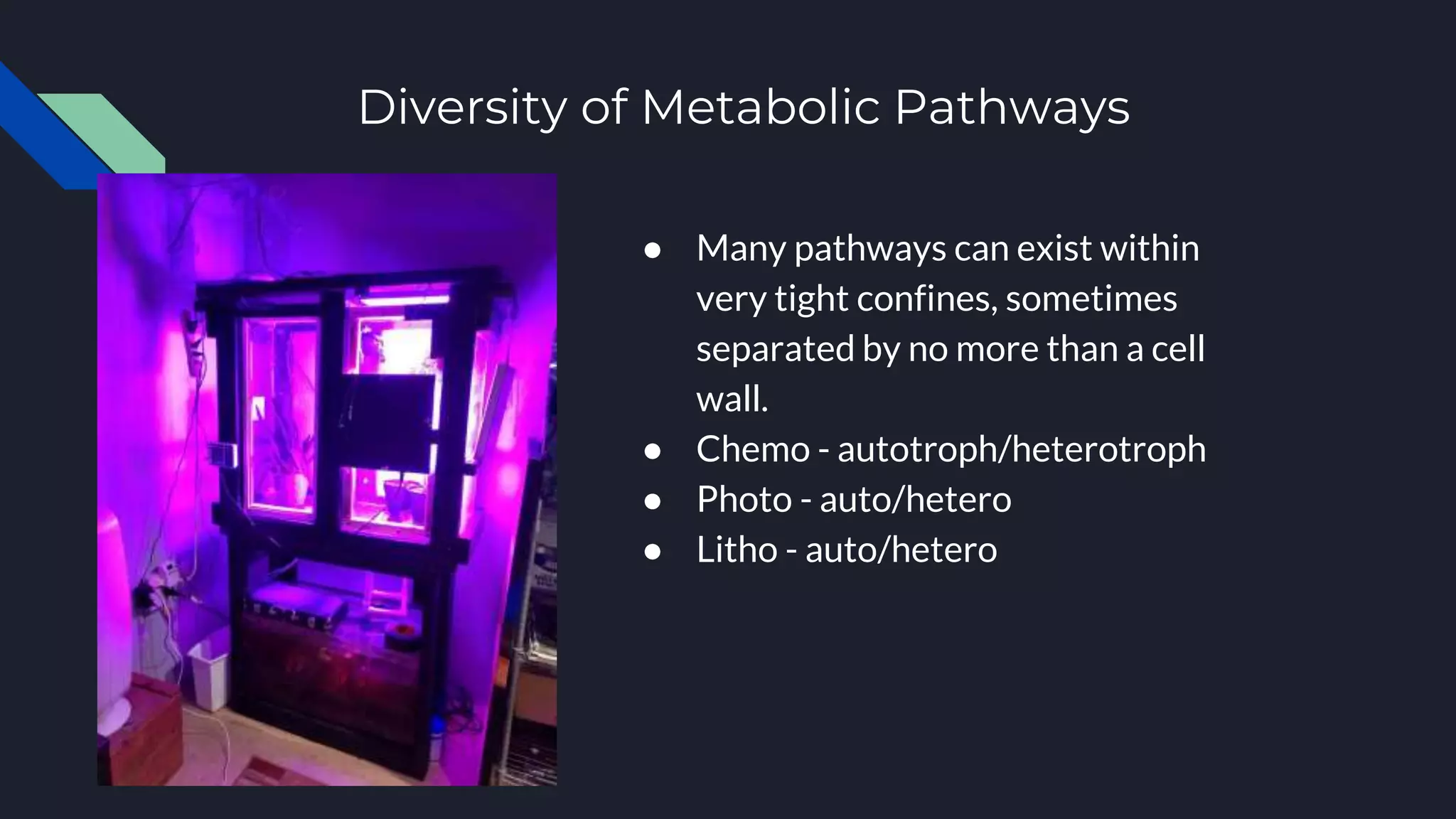 Diversity of Metabolic Pathways
● Many pathways can exist within
very tight confines, sometimes
separated by no more than a cell
wall.
● Chemo - autotroph/heterotroph
● Photo - auto/hetero
● Litho - auto/hetero
 