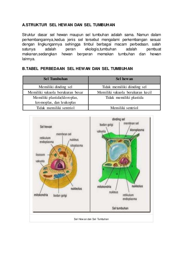  Struktur  Sel  Apa Perbedaan Sel  Hewan  Dan  Sel  Tumbuhan 