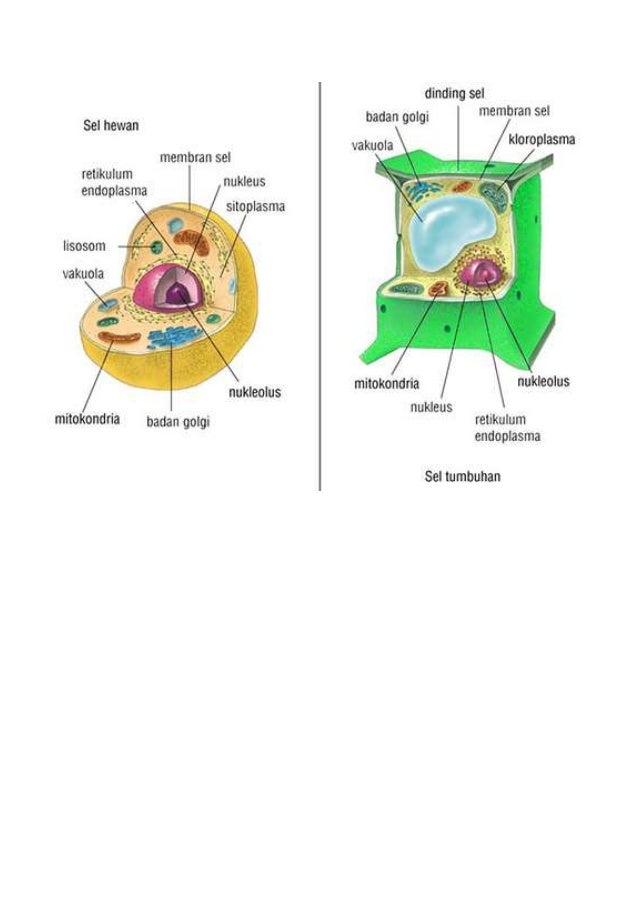  Sel  hewan  dan  tumbuhan 