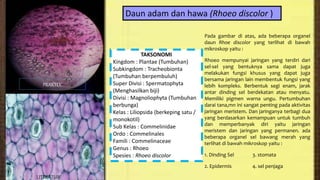 Sel hewan dan tumbuhan | PPTX