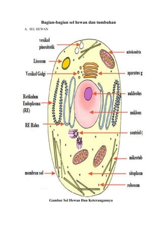 Bagian-bagian sel hewan dan tumbuhan
A. SEL HEWAN

Gambar Sel Hewan Dan Keterangannya

 