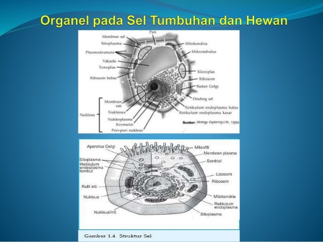 Sel Jaringan  dan  Organ dari Hewan  dan  Tumbuhan 