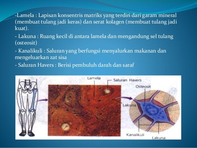 Sel, Jaringan dan Organ dari Hewan dan Tumbuhan