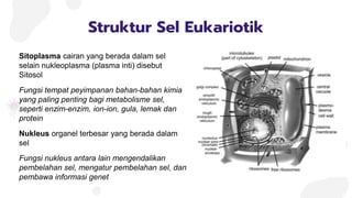 Cell, chromosome