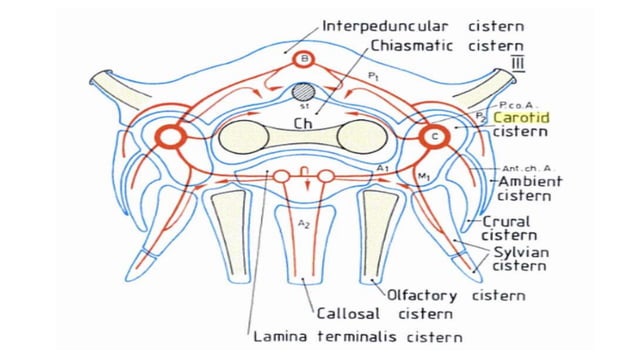 Oprative Approach Sellar anatomy copy | PPT