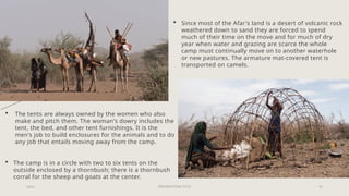 PRESENTATION TITLE 16
20XX
 Since most of the Afar's land is a desert of volcanic rock
weathered down to sand they are forced to spend
much of their time on the move and for much of dry
year when water and grazing are scarce the whole
camp must continually move on to another waterhole
or new pastures. The armature mat-covered tent is
transported on camels.
 The tents are always owned by the women who also
make and pitch them. The woman's dowry includes the
tent, the bed, and other tent furnishings. It is the
men's job to build enclosures for the animals and to do
any job that entails moving away from the camp.
 The camp is in a circle with two to six tents on the
outside enclosed by a thornbush; there is a thornbush
corral for the sheep and goats at the center.
 