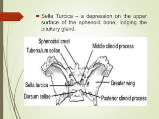 Sella Turcica – a depression on the upper
surface of the sphenoid bone, lodging the
pituitary gland.
 