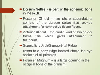  Dorsum Sellae - is part of the sphenoid bone
in the skull.
 Posterior Clinoid – the sharp superolateral
corners of the dorsum sellae that provide
attachment for connective tissue fibers.
 Anterior Clinoid – the medial end of this border
forms this which gives attachment to
tentorium.
 Superciliary Arch/Supraorbital Ridge
- refers to a bony ridge located above the eye
sockets of all primates
 Foramen Magnum – is a large opening in the
occipital bone of the cranium.
 
