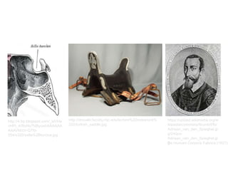http://droualb.faculty.mjc.edu/lecture%20notes/unit%
202/turkish_saddle.jpg
https://upload.wikimedia.org/w
ikipedia/commons/thumb/f/fb/
Adriaan_van_den_Spieghel.jp
g/240px-
Adriaan_van_den_Spieghel.jp
g
http://4.bp.blogspot.com/_biVHa
nHPi_4/RoNs7NBycwI/AAAAAA
AAAVM/cV-Q7fd-
554/s320/sella%2Bturcica.jpg
De Humani Corporis Fabrica (1627)
 