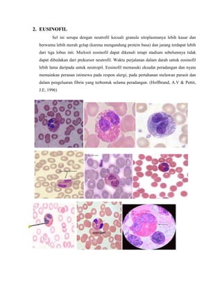 2. EUSINOFIL
Sel ini serupa dengan neutrofil kecuali granula sitoplasmanya lebih kasar dan
berwarna lebih merah gelap (karena mengandung protein basa) dan jarang terdapat lebih
dari tiga lobus inti. Mielosit eosinofil dapat dikenali tetapi stadium sebelumnya tidak
dapat dibedakan dari prekursor neutrofil. Waktu perjalanan dalam darah untuk eosinofil
lebih lama daripada untuk neutropil. Eosinofil memasuki eksudat peradangan dan nyata
memainkan peranan istimewa pada respon alergi, pada pertahanan melawan parasit dan
dalam pengeluaran fibrin yang terbentuk selama peradangan. (Hoffbrand, A.V & Pettit,
J.E, 1996)
 