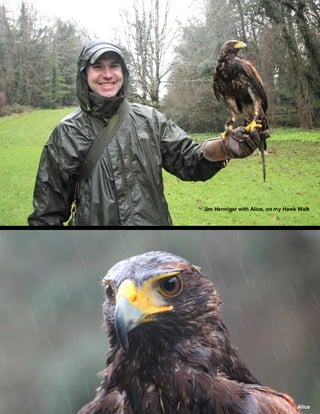 Jim Hennigar with Alice, on my Hawk Walk
Alice
 