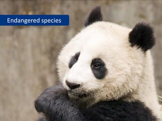 Endangered species




                     www.flickr.com/photos/davelau/3135410252
 