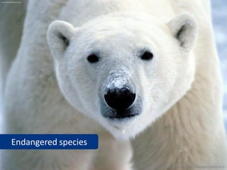 Endangered species

                     www.flickr.com/photos/38485387@N02/3582475670
 