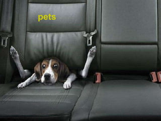 pets 