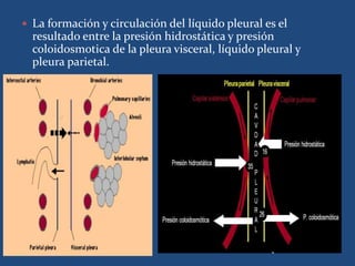  La formación y circulación del líquido pleural es el
resultado entre la presión hidrostática y presión
coloidosmotica de la pleura visceral, líquido pleural y
pleura parietal.
 