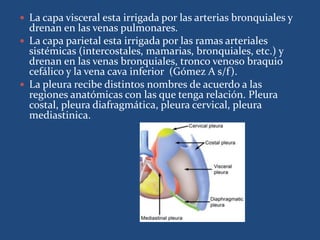  La capa visceral esta irrigada por las arterias bronquiales y
drenan en las venas pulmonares.
 La capa parietal esta irrigada por las ramas arteriales
sistémicas (intercostales, mamarias, bronquiales, etc.) y
drenan en las venas bronquiales, tronco venoso braquio
cefálico y la vena cava inferior (Gómez A s/f).
 La pleura recibe distintos nombres de acuerdo a las
regiones anatómicas con las que tenga relación. Pleura
costal, pleura diafragmática, pleura cervical, pleura
mediastinica.
 