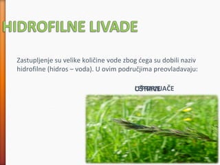 Zastupljenje su velike količine vode zbog ćega su dobili naziv
hidrofilne (hidros – voda). U ovim područjima preovladavaju:
TRAVELEPTIRNJAČEOŠTRICE
 