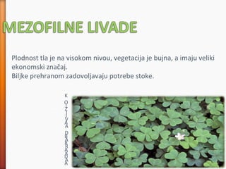 Plodnost tla je na visokom nivou, vegetacija je bujna, a imaju veliki
ekonomski značaj.
Biljke prehranom zadovoljavaju potrebe stoke.
L
I
V
A
D
A
R
K
A
K
O
Z
J
A
B
R
A
D
A
 