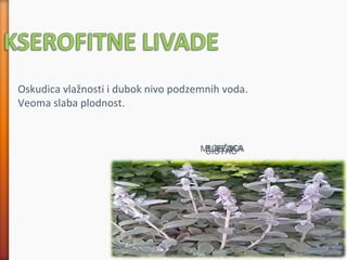 Oskudica vlažnosti i dubok nivo podzemnih voda.
Veoma slaba plodnost.
BOKVICAMLJEČIKAČISTAC
 