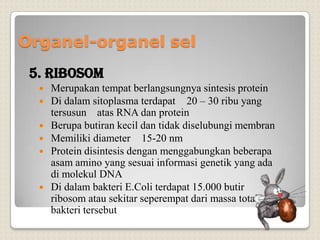 5. Ribosom
 Merupakan tempat berlangsungnya sintesis protein
 Di dalam sitoplasma terdapat 20 – 30 ribu yang
tersusun atas RNA dan protein
 Berupa butiran kecil dan tidak diselubungi membran
 Memiliki diameter 15-20 nm
 Protein disintesis dengan menggabungkan beberapa
asam amino yang sesuai informasi genetik yang ada
di molekul DNA
 Di dalam bakteri E.Coli terdapat 15.000 butir
ribosom atau sekitar seperempat dari massa total
bakteri tersebut
Organel-organel sel
 