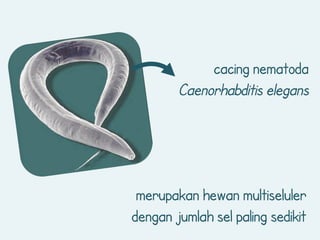 Sel Prokariot vs Eukariot | PDF