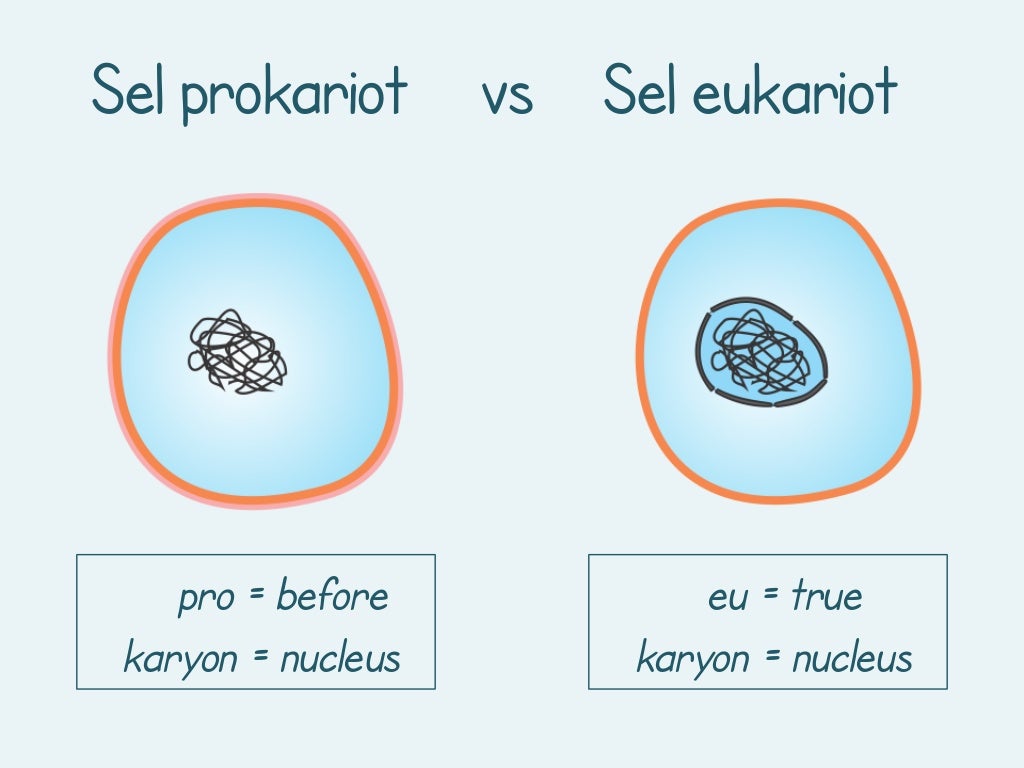 Циста у прокариот. Поедание простейшими прокариот и дрожжей. Prokariot va eukariot hujayralar. Eukariot we prokariot oyjuklerin gurlusy.
