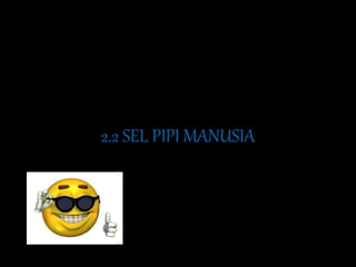 2.2 SEL PIPI MANUSIA
 