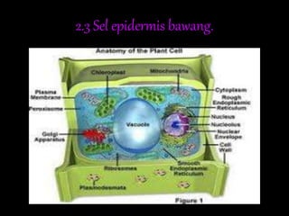 2.3 Sel epidermis bawang.
 