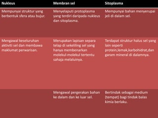 Nukleus Membran sel Sitoplasma
Mempunyai struktur yang
berbentuk sfera atau bujur.
Menyelaputi protoplasma
yang terdiri daripada nukleus
dan sitoplasma.
Mempunyai bahan menyerupai
jeli di dalam sel.
Mengawal keseluruhan
aktiviti sel dan membawa
maklumat perwarisan.
Merupakan lapisan separa
telap di sekeliling sel yang
hanya membenarkan
molekul-molekul tertentu
sahaja melaluinya.
Terdapat struktur halus sel yang
lain seperti
protein,lemak,karbohidrat,dan
garam mineral di dalamnya.
Mengawal pergerakan bahan
ke dalam dan ke luar sel.
Bertindak sebagai medium
(tempat) bagi tindak balas
kimia berlaku.
 