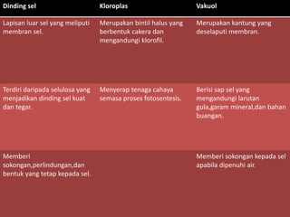 Dinding sel Kloroplas Vakuol
Lapisan luar sel yang meliputi
membran sel.
Merupakan bintil halus yang
berbentuk cakera dan
mengandungi klorofil.
Merupakan kantung yang
deselaputi membran.
Terdiri daripada selulosa yang
menjadikan dinding sel kuat
dan tegar.
Menyerap tenaga cahaya
semasa proses fotosentesis.
Berisi sap sel yang
mengandungi larutan
gula,garam mineral,dan bahan
buangan.
Memberi
sokongan,perlindungan,dan
bentuk yang tetap kepada sel.
Memberi sokongan kepada sel
apabila dipenuhi air.
 