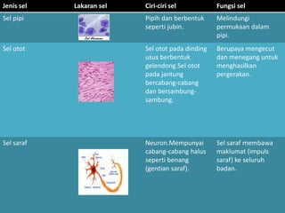 Jenis sel Lakaran sel Ciri-ciri sel Fungsi sel
Sel pipi Pipih dan berbentuk
seperti jubin.
Melindungi
permukaan dalam
pipi.
Sel otot Sel otot pada dinding
usus berbentuk
gelendong.Sel otot
pada jantung
bercabang-cabang
dan bersambung-
sambung.
Berupaya mengecut
dan menegang untuk
menghasilkan
pergerakan.
Sel saraf Neuron.Mempunyai
cabang-cabang halus
seperti benang
(gentian saraf).
Sel saraf membawa
maklumat (impuls
saraf) ke seluruh
badan.
 