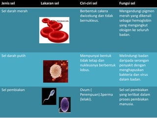 Jenis sel Lakaran sel Ciri-ciri sel Fungsi sel
Sel darah merah Berbentuk cakera
dwicekung dan tidak
bernukleus.
Mengandungi pigmen
merah yang dikenali
sebagai hemoglobin
yang mengangkut
oksigen ke seluruh
badan.
Sel darah putih Mempunyai bentuk
tidak tetap dan
nukleusnya berbentuk
lobus.
Melindungi badan
daripada serangan
penyakit dengan
menghapuskan
bakteria dan virus
dalam badan.
Sel pembiakan Ovum (
Perempuan).Sperma
(lelaki).
Sel-sel pembiakan
yang terlibat dalam
proses pembiakan
manusia.
 