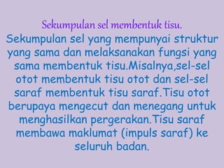 Sekumpulan sel membentuk tisu.
Sekumpulan sel yang mempunyai struktur
yang sama dan melaksanakan fungsi yang
sama membentuk tisu.Misalnya,sel-sel
otot membentuk tisu otot dan sel-sel
saraf membentuk tisu saraf.Tisu otot
berupaya mengecut dan menegang untuk
menghasilkan pergerakan.Tisu saraf
membawa maklumat (impuls saraf) ke
seluruh badan.
 