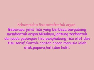 Sekumpulan tisu membentuk organ.
Beberapa jenis tisu yang berbeza bergabung
membentuk organ.Misalnya,jantung terbentuk
daripada gabungan tisu penghubung,tisu otot,dan
tisu saraf.Contoh-contoh organ manusia ialah
otak,peparu,hati,dan kulit.
 