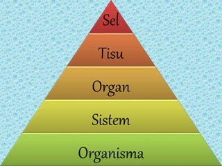 Sel
Tisu
Organ
Sistem
Organisma
 